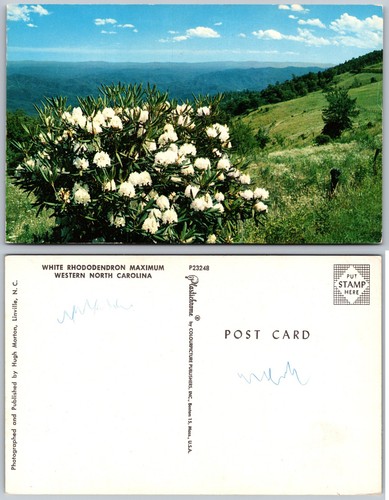 White rhododendron western - white,