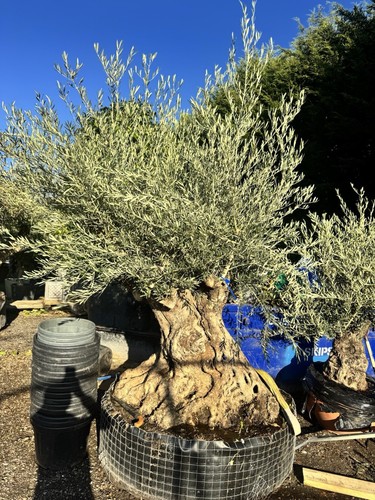 100 years old gnarled olive - 100+,