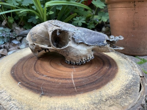 Genuine real animal - genuine, skull