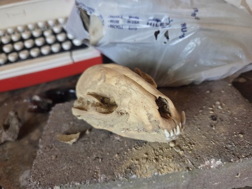 Animal skull decoration - animal,