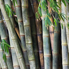 Dendrocalamus strictus, Solid