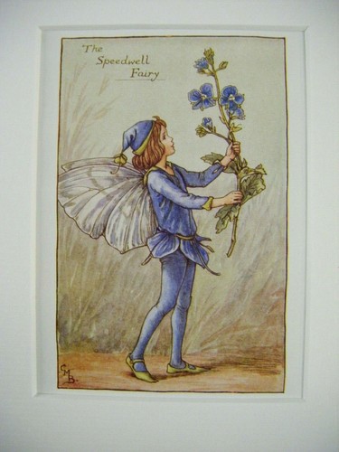 Vintage flower fairies - flower, print