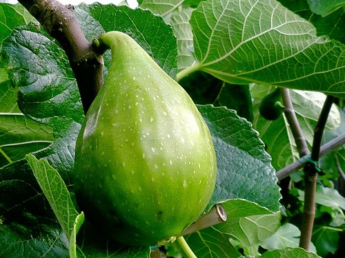 Fig tree desert king variety - king,
