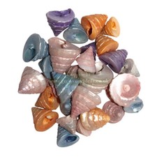 Mini Troca Coloured Sea Shells for Crafts or terrariums | 25 to 35- 1-2cm 50g