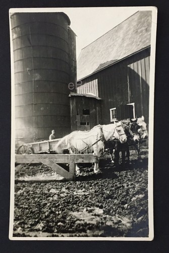 Old snapshot photograph horse - old,