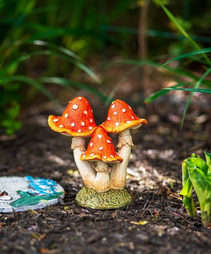 Large home garden mushroom - large,