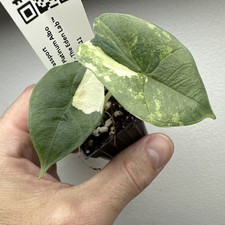 Alocasia Platinum Albo - Very