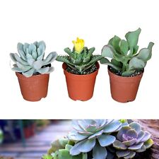 3 Succulent Plant Mix - Mini Indoor Plants in 5.5cm Pots - Home & Office Plants