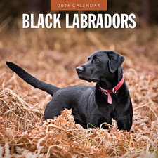 Black Labradors - 2026 Square