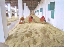 INDIA MONSOONED MALABAR