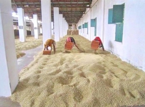 India monsooned malabar - india,