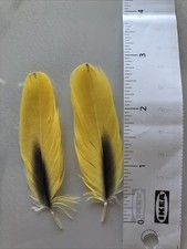 Parrot Feathers 
