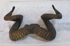 Pair Of Rams Horns Taxidermy.