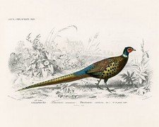 Vintage Pheasant Animal Illustration Giclee Print on Fine Art Paper