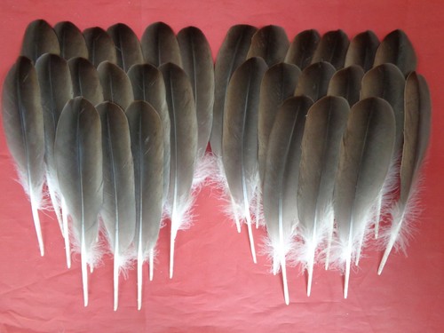 Brown goose wing quill - wing,