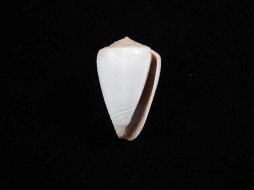 Sea shell conus trochulus 30mm - sea,