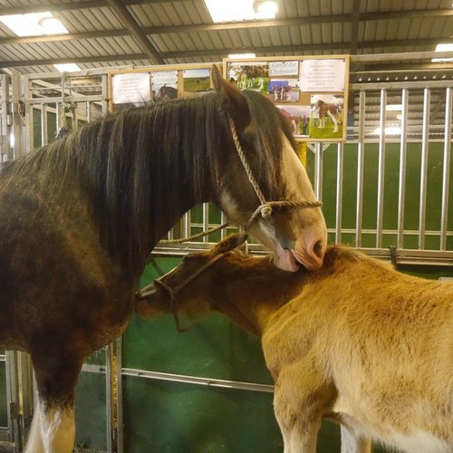 Photo 6x4 clydesdales royal - photo,