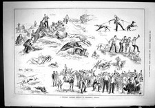 Old 1884 Military Hare