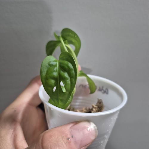 Monstera adansonii - adansonii,