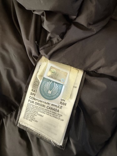 Canada goose arctic program - canada,