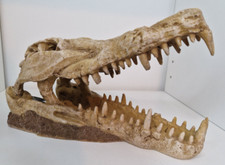 Aquarium Crocodile Skull Head