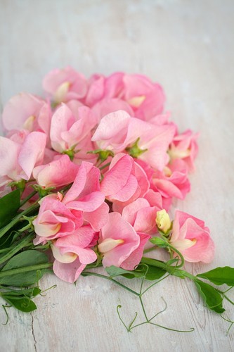 Sweet pea emily - sweet,