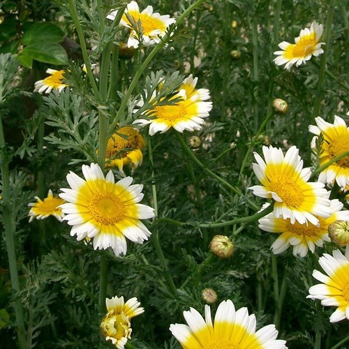 Chrysanthemum coronarium - chrysanthemum,