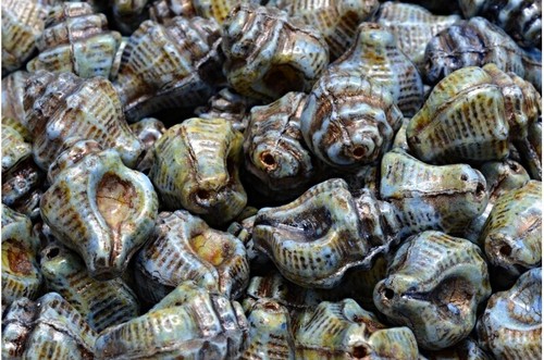 15x12mm ocean sea murex shell - ocean,