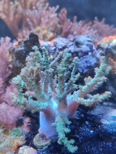 green Kenya Tree Coral Frag Soft coral  marine coral