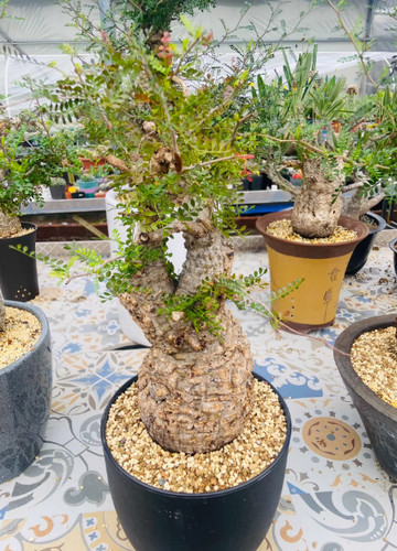 Raresucculent plant - raresucculent,