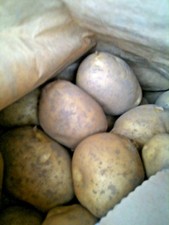 Cornish potatoes .Main crop.