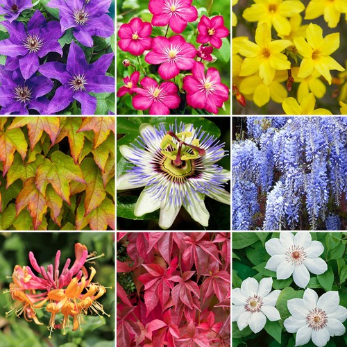 Climbing plant collection 3 - climbing,