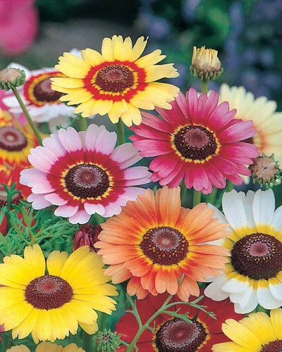 Chrysanthemum carinatum - chrysanthemum,
