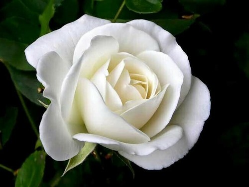 Pcs white rose flower - ,