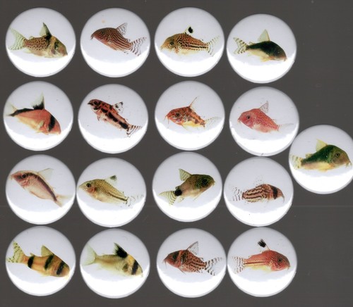 Cory catfish fish badge set - cory,