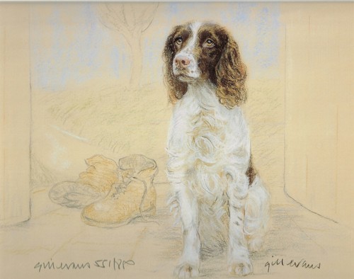 English springer spaniel - english,