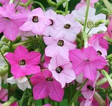 Flowering tobacco Nicotiana alata Sensation mixed 3000 seeds + FREE PLANT LABEL