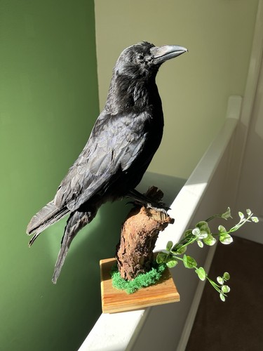 Taxidermy large crow - taxidermy, crow.this