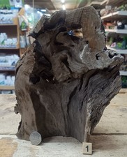 Small Corbo Root Catfish