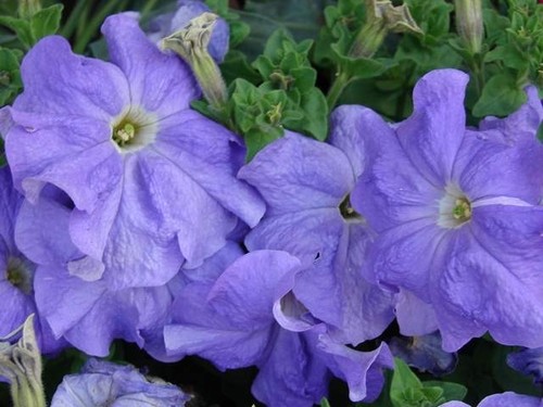 Petunia nana compacta royal - compacta,