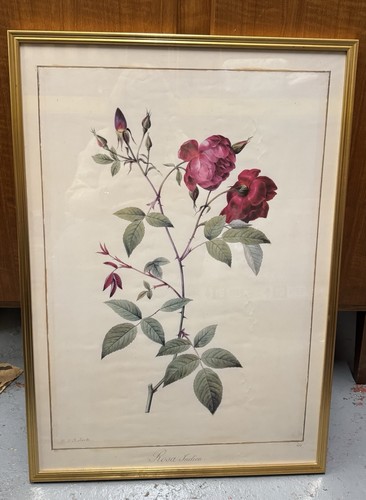 Rosa indica redoute - rosa,