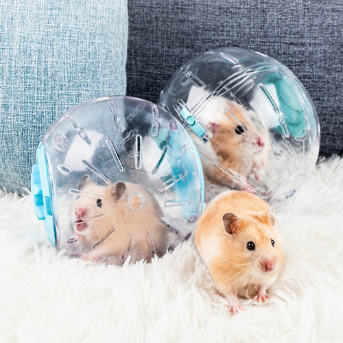 Small pet hamster exercise - small,