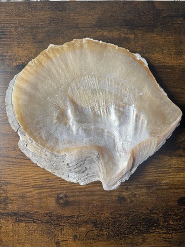 Large mother of - of, pearl