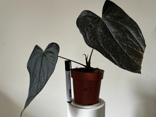 Anthurium queen of - 💙anthurium, ‘queen