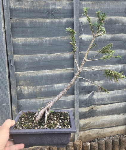 Bonsai tree grand fir - bonsai,