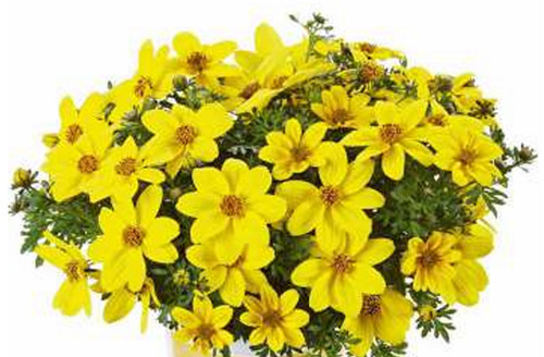 Trailing bidens bills - trailing,