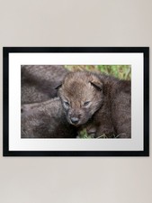 Timber Wolf Pup Framed Art