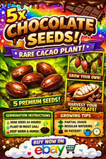 theobroma cacao seeds