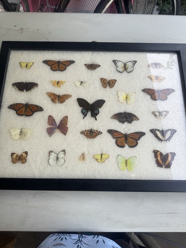 Vtg real mounted - 28,