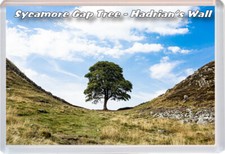 Sycamore Gap Tree - Hadrian's